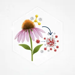 Echinacea purpurea flower, an immune-support ingredient in HerpaFend