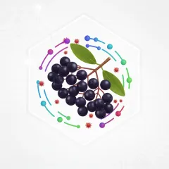 Elderberry (Sambucus nigra) clusters, an antioxidant ingredient in HerpaFend